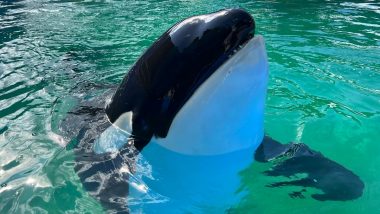 Killer Whale Dies at 57: Lolita, Who Was Set to Return to Home Waters, Dies in Captivity at Miami Seaquarium