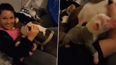 Rescued Mama Dog Places Her Newborn Pups in the Laps of Rescuer, Old Heart-Touching Video Goes Viral Again