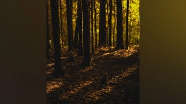 Science News | Research Reveals Secondary Forests More Sensitive to Drought Than Primary Forests