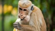 Science News | Researchers Use Monkey Poop to Learn Reproductive Patterns of Endangered Species