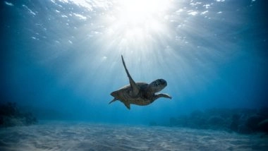 World News | World's Oceans Set New Surface Temperature Record, Scientists Fear Could Rise Even Further Amid Climate Change