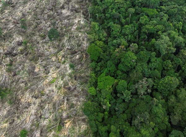 World News | Brazil: Amazon Deforestation Drops Six-year Low