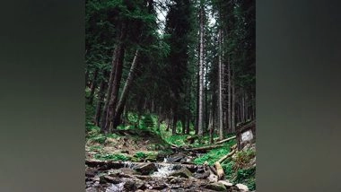 Science News | Study Shows Secondary Forests Are More Drought-sensitive Than Primary Forests