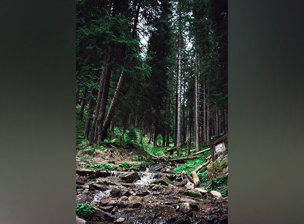 Science News | Study Shows Secondary Forests Are More Drought-sensitive Than Primary Forests