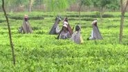 India News | Heavy Rainfall Adversely Impact Production of Tea in West Bengal