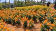 India News | Kerala: Marigold Cultivation in Kattakkada Attracts Tourists Ahead of Onam&nbsp;