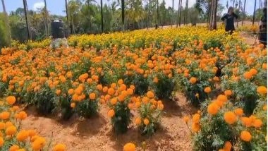 India News | Kerala: Marigold Cultivation in Kattakkada Attracts Tourists Ahead of Onam 