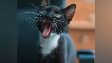 Science News | Categorization of Cats Likely to Remain Problematic: Study