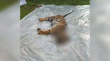 India News | MP: Seven-month-old Female Tiger Cub Found Dead at Bandhavgarh Reserve
