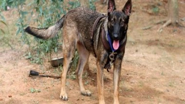 India News | Assam: K9 Sniffer Dog Squad of Aaranyak Loses One Belgian Malinois