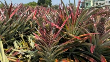 World News | Bhutan: Youth-run Farm in Trashigang Finds Success in Growing Pineapples 