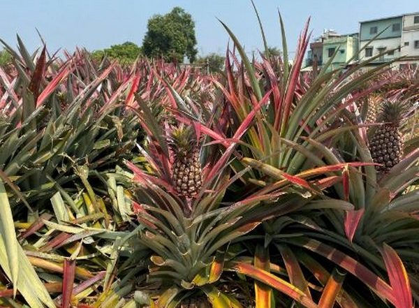 World News | Bhutan: Youth-run Farm in Trashigang Finds Success in Growing Pineapples 
