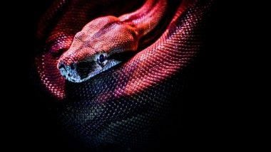 India News | Odisha Govt Issues Guidelines for Rescue, Release of Snakes