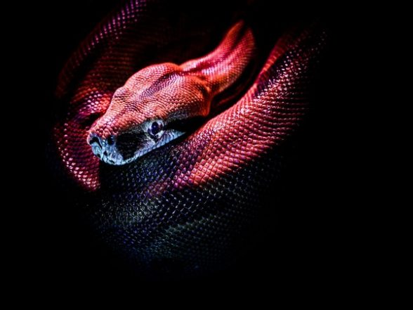 India News | Odisha Govt Issues Guidelines for Rescue, Release of Snakes - Vimarsana News