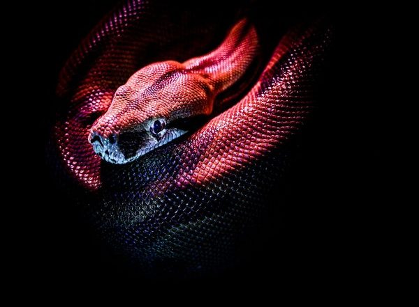 India News | Odisha Govt Issues Guidelines for Rescue, Release of Snakes