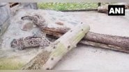 India News | Darjeeling Zoo Welcomes Snow Leopard, Red Panda Cubs