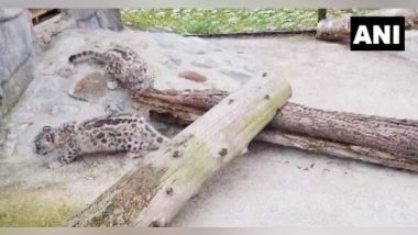 India News | Darjeeling Zoo Welcomes Snow Leopard, Red Panda Cubs