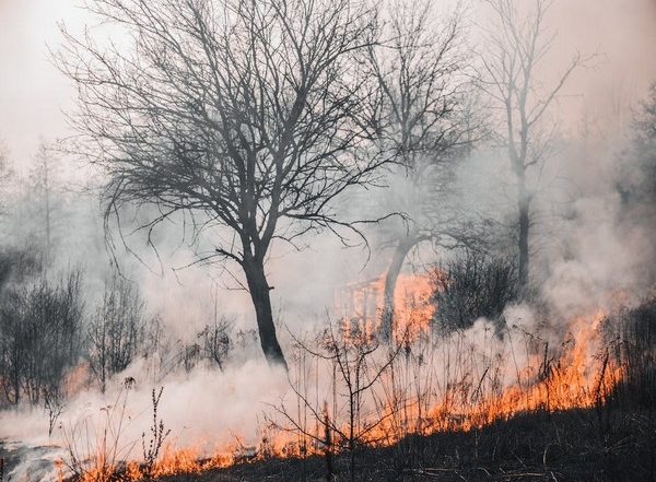 Hawaii Wildfire: Death Toll Rises to 80 in Maui Bushfire as Search Teams Navigate Smoking Blazes of Lahaina Town