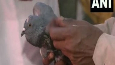 India News | Birds at High Risk of Sustaining Injuries Due to Chinese 'manjha' Strings  