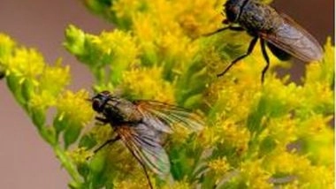 Science News | Researchers Find Method of Transforming Flies into Degradable Plastics