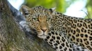 India News | Andhra Pradesh: Forest Officials Trap Second Leopard After Recent Attack on Six-year-old Girl in Tirumala