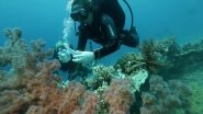World News | Eilat&rsquo;s Red Sea Coral Reefs Deteriorating