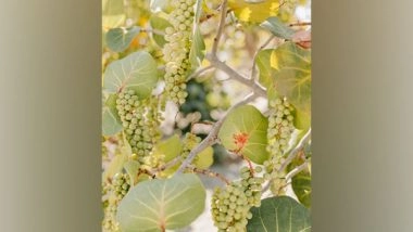 Science News | Household Production of Fruits, Vegetables Makes Population Food Secure: Study