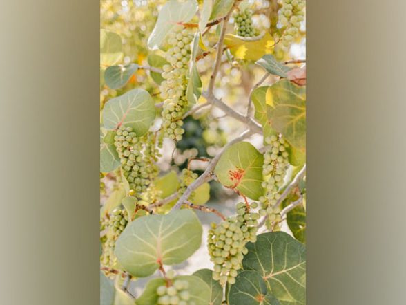 Science News | Household Production of Fruits, Vegetables Makes Population Food Secure: Study - Vimarsana News
