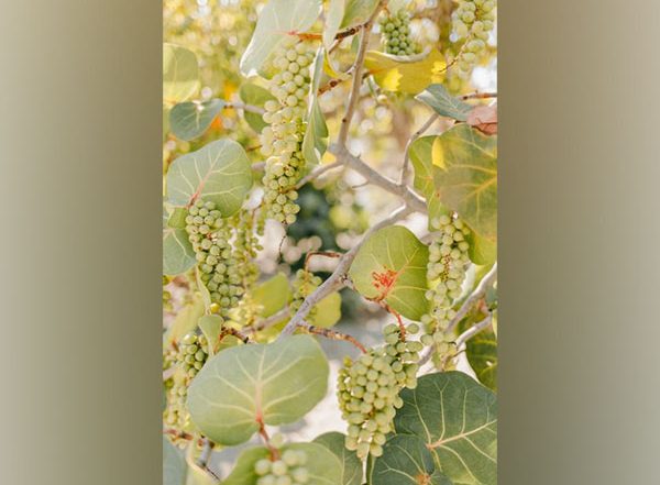 Science News | Household Production of Fruits, Vegetables Makes Population Food Secure: Study