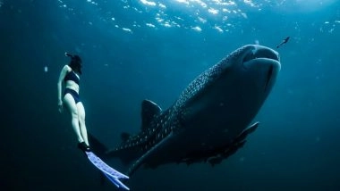 Science News | Whale Shark Health&nbsp;dependent on Habitat, Nutrition, and Right Mix of Microbes: Study