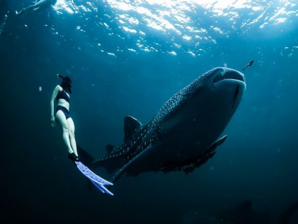 Science News | Whale Shark Health dependent on Habitat, Nutrition, and Right Mix of Microbes: Study - Vimarsana News
