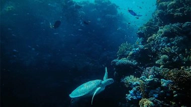 Science News | Tree Reefs Can Help Revive Aquatic Life in Waters: Study