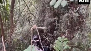 India News | Nine Killed, Two Injured as Jeep Falls into Gorge in Kerala's Wayanad