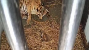 India News | WB: Tigress Gives Birth to Three Cubs at Bengal Safari Park