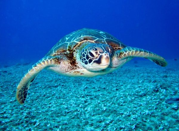 Sri Lanka: Dead Turtles Found on Shoreline of Negombo and Kalutara After Suspected Underwater Explosion
