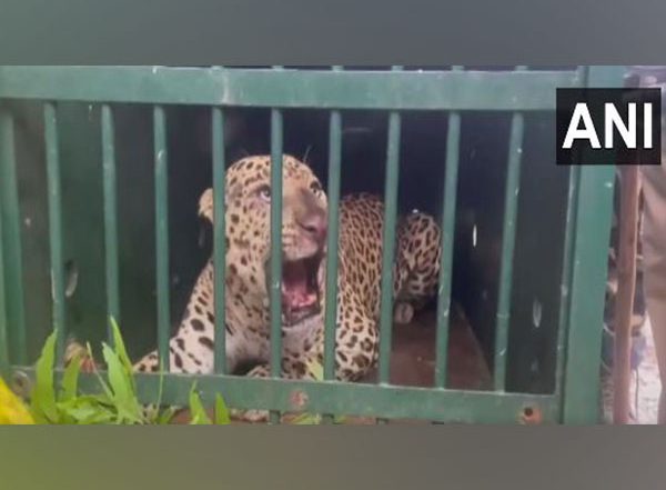 India News | Operation Leopard: Fourth Big Cat Captured in Andhra's Tirumala 
