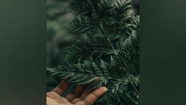 Science News | Study Reveals How Plants Pass Down Genetic Memories