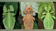 Science News | Researchers Finds Seven New Species of Leaf Insects