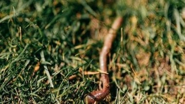 World News | Doctors Remove 3-inch Long Live Parasitic Worm from Australian Woman’s Brain