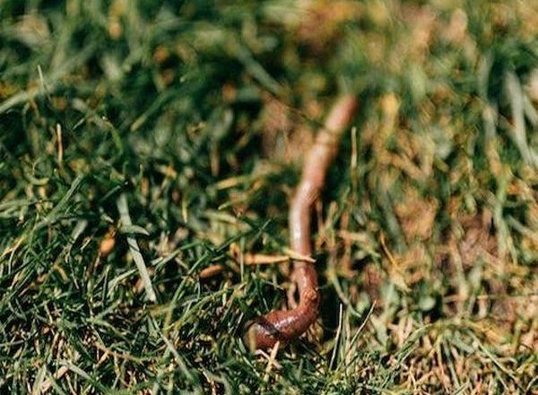 World News | Doctors Remove 3-inch Long Live Parasitic Worm from Australian Woman’s Brain
