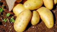 India News | UP: 29 Metric Tons of Potatoes from Aligarh Exported to Guyana in South America