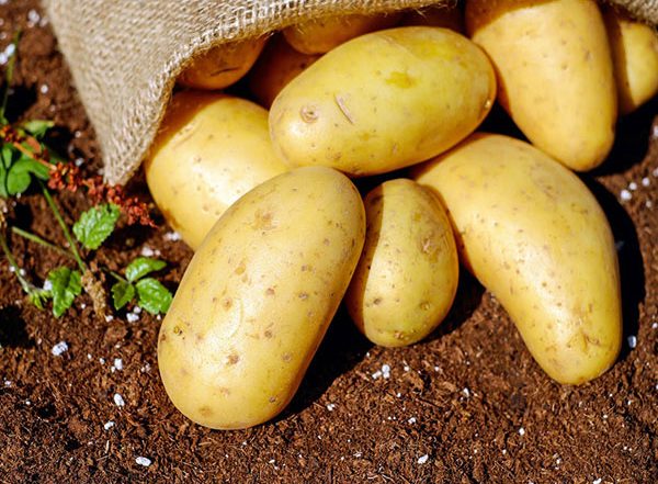 India News | UP: 29 Metric Tons of Potatoes from Aligarh Exported to Guyana in South America
