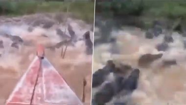 Boat Passes Through Hundreds of Crocodiles in a River, Spinechilling Video Goes Viral (Watch)