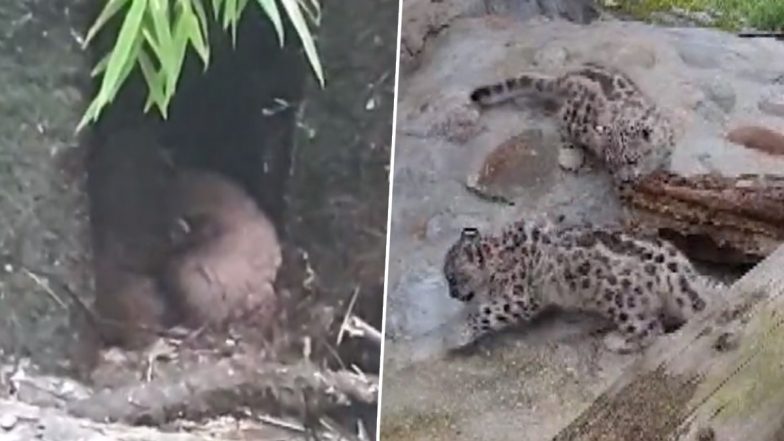 Good News for Animal Lovers! 2 Red Pandas Teesta and Nira Give Birth to Two Cubs Each at Singalila National Park, Snow Leopard Zima Gives Birth to Cub at Darjeeling Zoo (Watch Adorable Video)