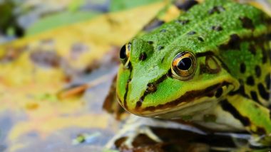 Female Frogs Pretend To Be Dead to Avoid Sex as Mating Behavior Sometimes Result in Death for She-Frogs: Study