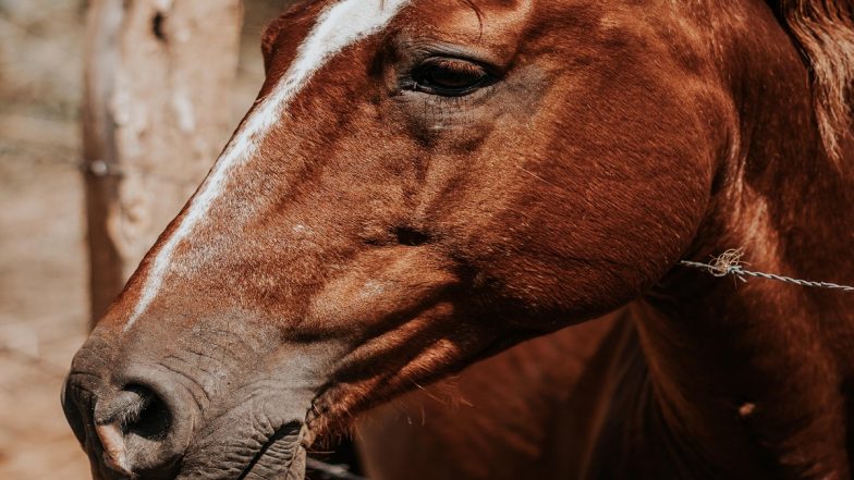 US: Plane Forced to Return to New York’s JFK Airport After Horse on Board Gets Loose