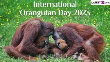 When Is International Orangutan Day 2023? Know Date and Significance of the Day That Highlights the Need To Protect Orangutans and Their Habitat