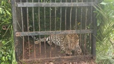 Alipiri Leopard Attack: Big Cat That Mauled Six-Year-Old Girl to Death Trapped Near Tirumala Temple (See Pics and Video)