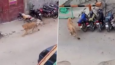 Lion on Loose in Pakistan Video: Viral Clip Shows Lion Roaming on Streets of Karachi Before Trying To Attack Man at Shahra E Faisal