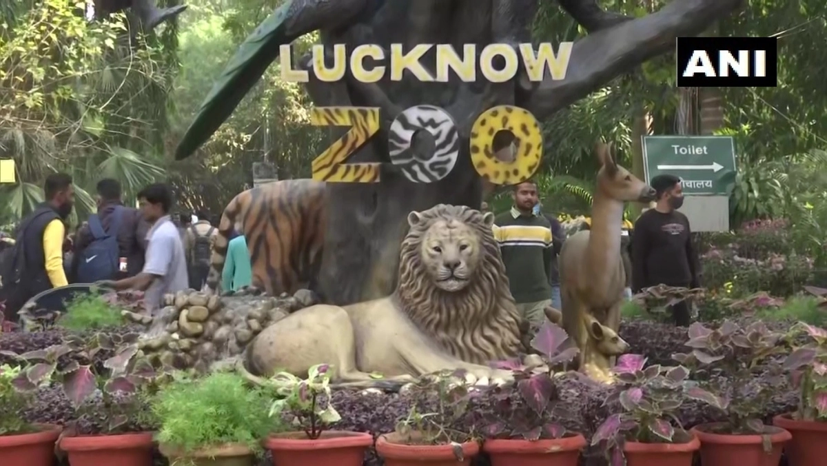 India News Tigress Bites Off Her Own Tail in Lucknow Zoo 📰 LatestLY